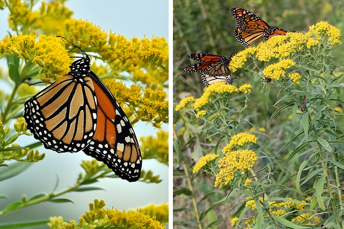 goldenrods attracting monarch butterflies