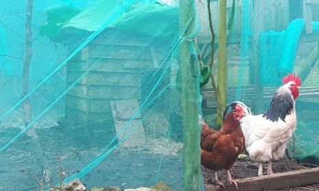 Protecting Your Flock: Navigating the Avian Inf...
