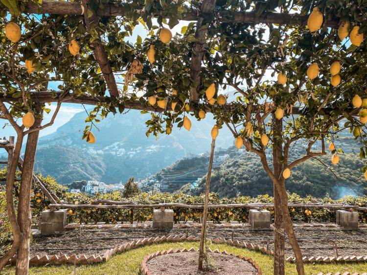 Ravello lemon