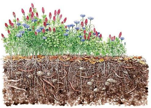 field cover crops diverse plants