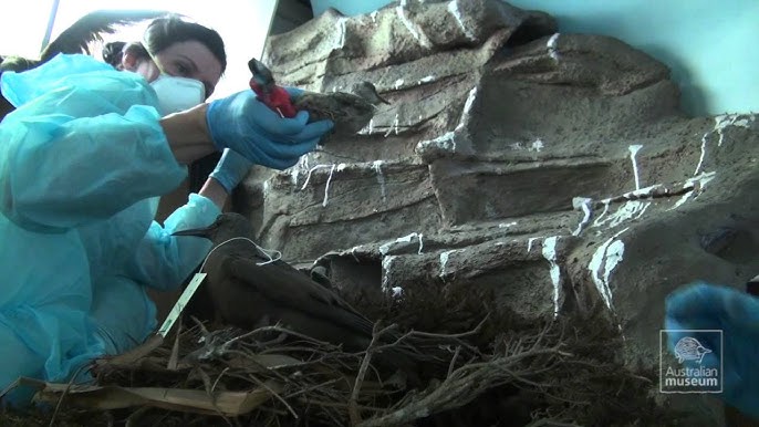 Wedge-tailed Shearwater struggling to regurgitate plastic