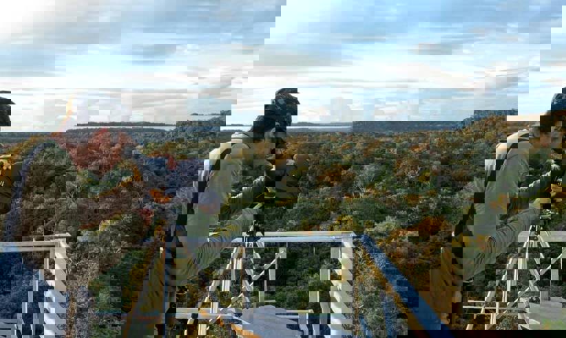 Blue-and-yellow macaw in flight