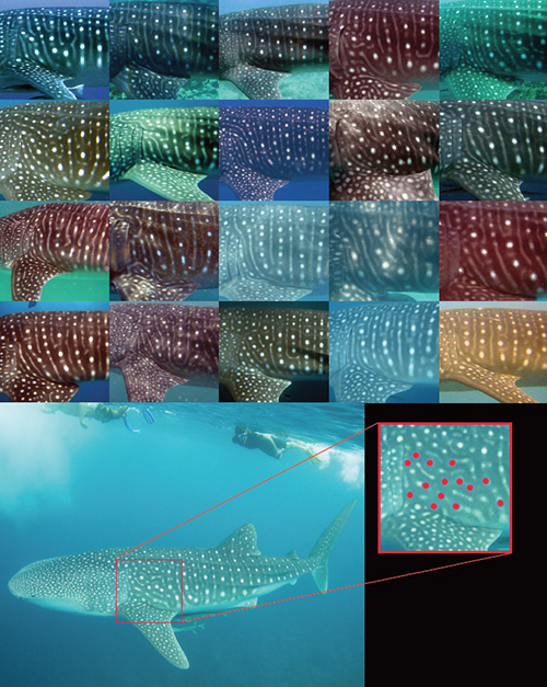 Woman swimming with a whale shark in Ningaloo Reef, Western Australia