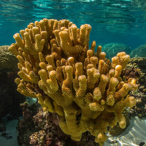 # The Brando: A Marine Biologist's Perspective on...