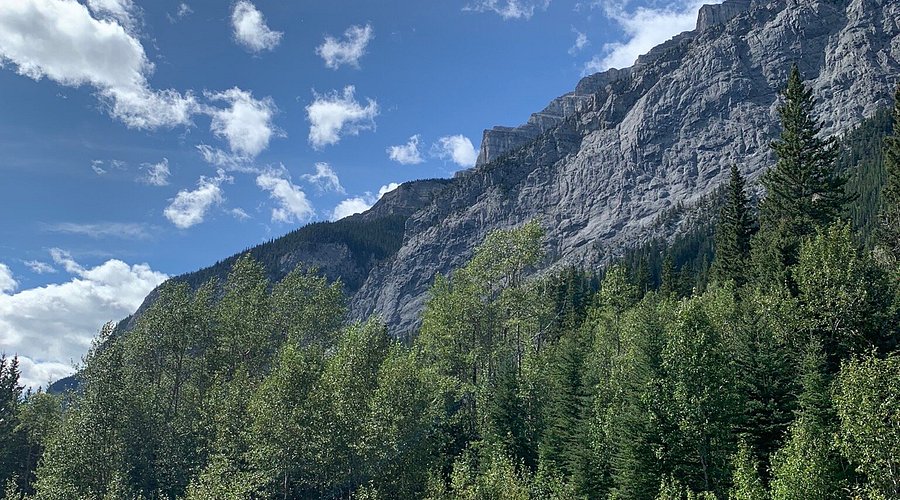 An elk walking on a snow covered road, the Bow Valley Parkway likely