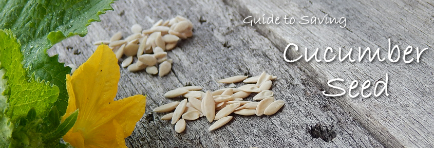 Autumn's Bounty: Simple Seed Saving for a Thriv...