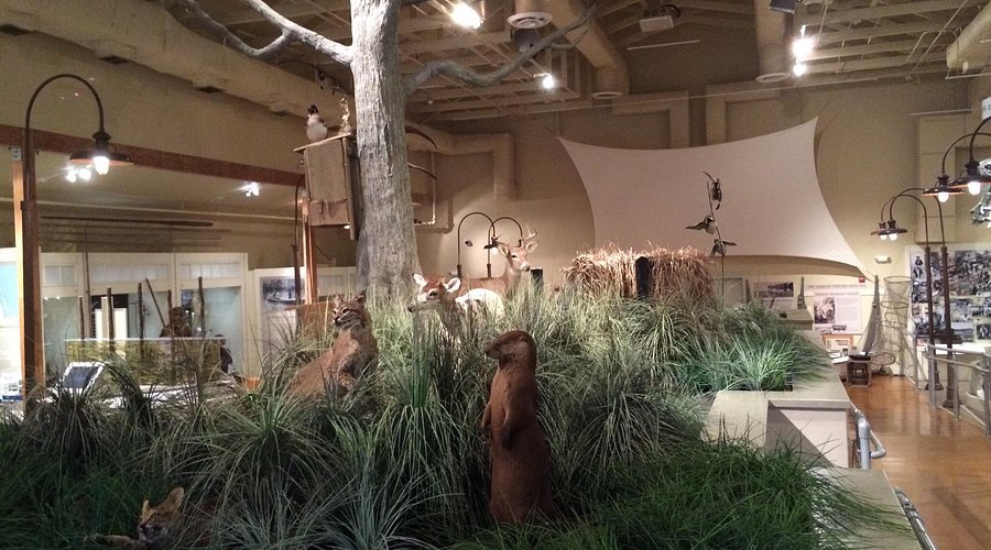 Freediving with sharks Rangiroa