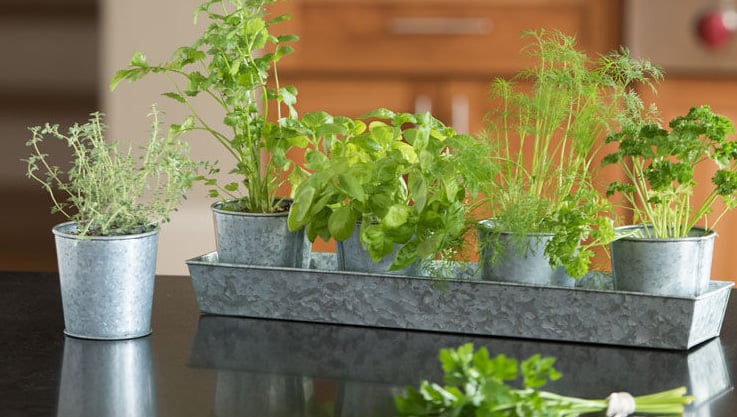 A variety of herbs growing in terracotta pots
