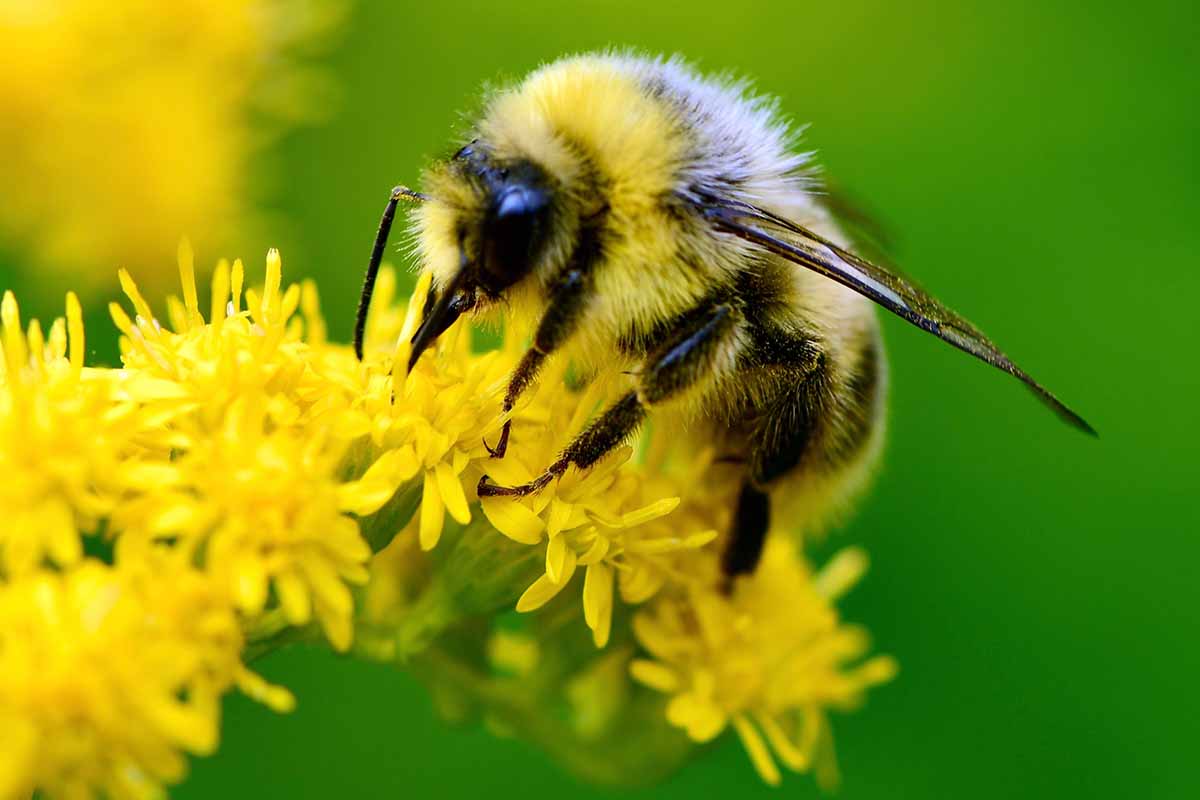 The Hidden Power of Native Bees: A Fall Guide t...