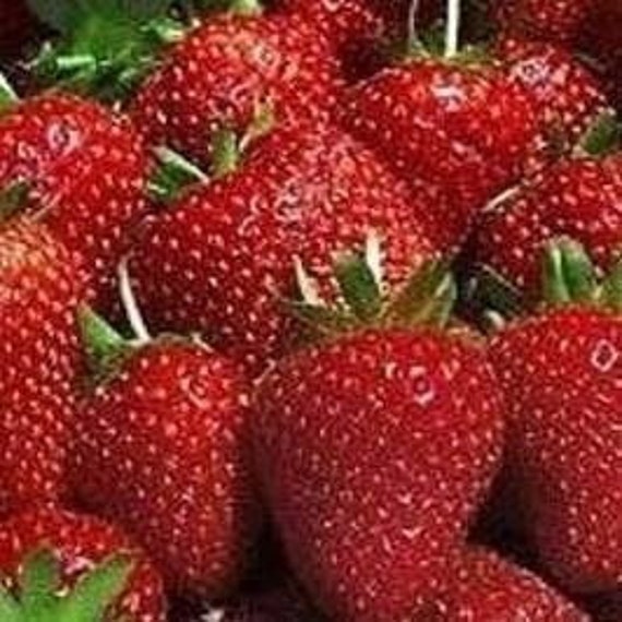 A visually appealing close-up shot of a thriving vertical strawberry garden created from repurposed vinyl rain gutters, brimming with healthy 'Seascape' strawberry plants laden with ripening berries. The image should highlight the details of the system, such as neatly drilled drainage holes, secure mounting brackets attaching the gutters to a textured wooden fence, and the cascading foliage of the strawberry plants. Use soft, diffused lighting to minimize harsh shadows and enhance the natural colors. Technical qualities: High-resolution, professionally styled shot with a slightly blurred background. Style: Simple, resourceful, highlighting the ingenious upcycled design and the beauty of the strawberry plants. The mood should be serene and inviting.