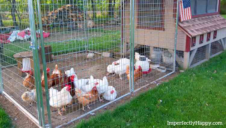 Chicken Coop Ventilation
