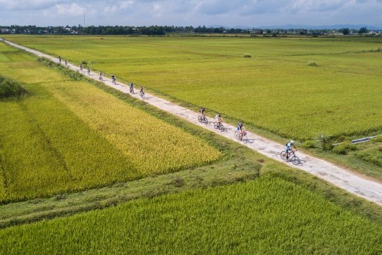 Rice paddies surrounding Hoi An, with a person cycling along a path.