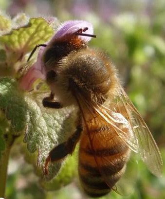 guide different common native bees chart