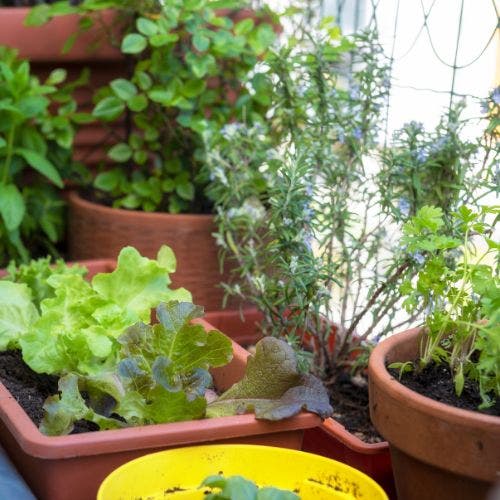 seed catalogs notebooks indoor herbs windowsill