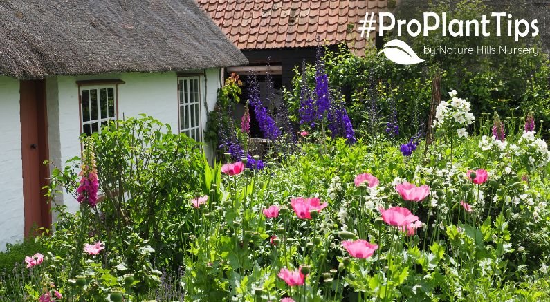a vibrant cottage garden with a stone path