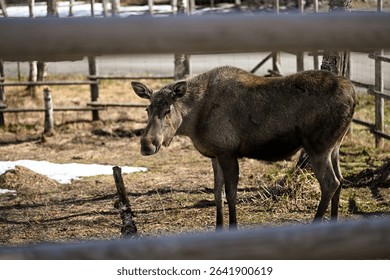 A close-up view of a wolf in its natural habitat at Polar Park, showcasing the opportunity for unique animal encounters.