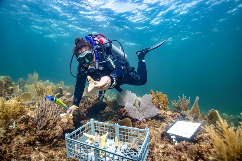 A diver works in an underwater coral nursery, carefully cleaning algae from coral fragments. This image highlights the hands-on experience of coral reef restoration.