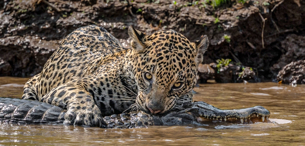 # Discovering the Soul of the Pantanal: An Eco-Tou...