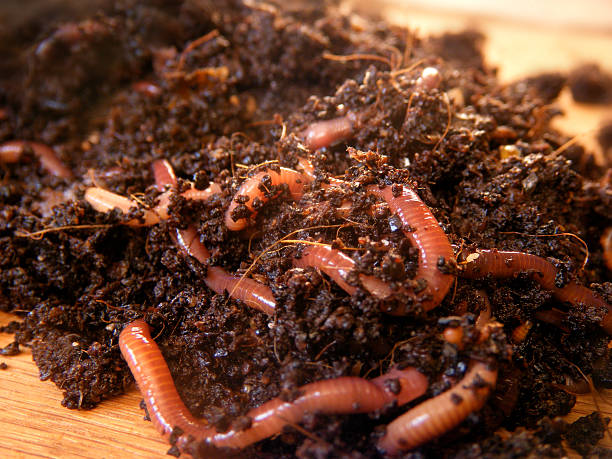 assortment worm-friendly food scraps