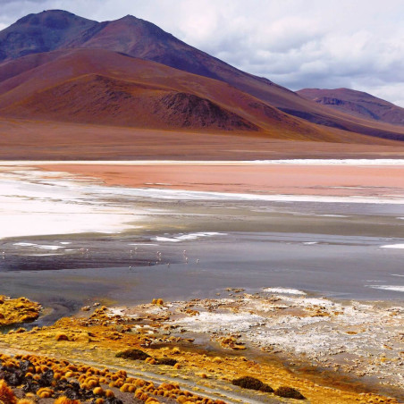 A group of Andean flamingos standing in a shallow lagoon in Salar de Uyuni, reflecting the sky on the water's surface.
